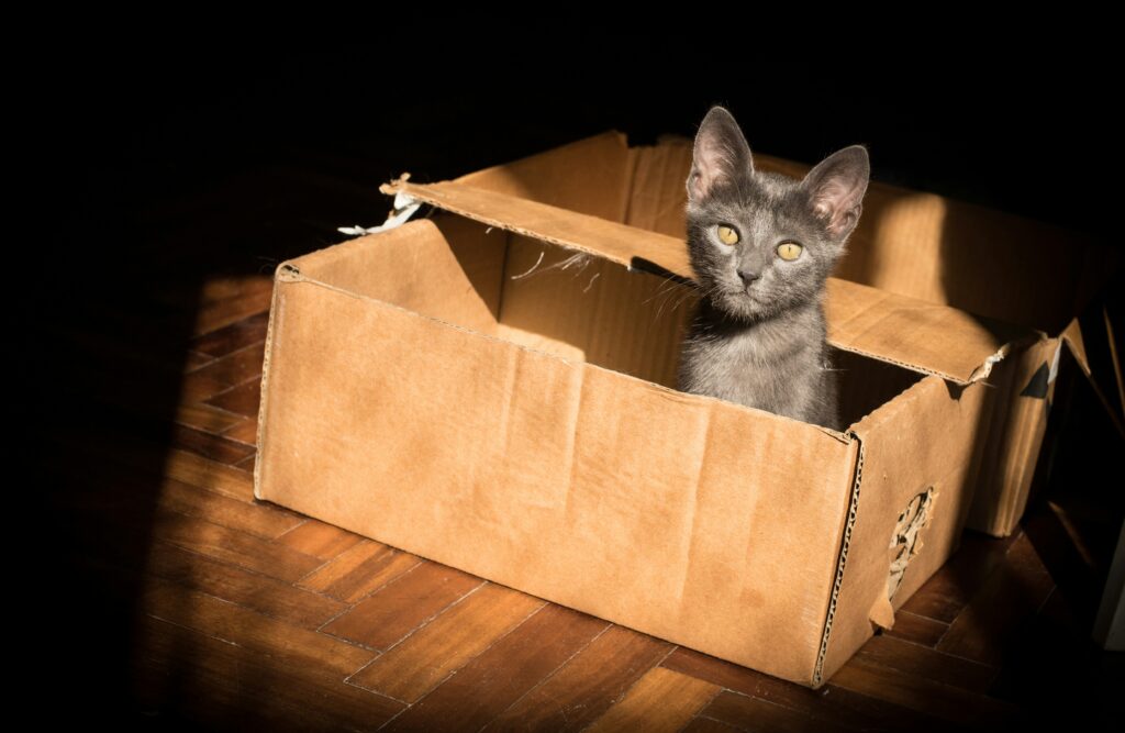 gray kitten in a cardboard box